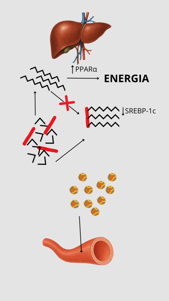 wysokie trójglicerydy, podwyższone trójglicerydy, wysokie trójglicerydy przyczyny